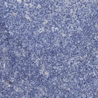 Immunohistochemical staining of human lymph node shows no cytoplasmic positivity in non-germinal center cells as expected.
