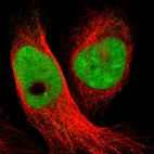 Immunofluorescent staining of human cell line U-2 OS shows localization to nucleoplasm.