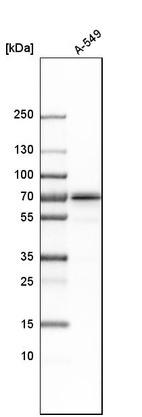 Western blot analysis in human cell line A-549.