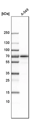 Western blot analysis in human cell line A-549.