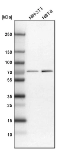 Western blot analysis in mouse cell line NIH-3T3 and rat cell line NBT-II.