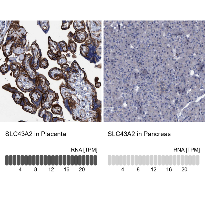Anti-SLC43A2 Antibody