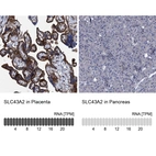 Anti-SLC43A2 Antibody