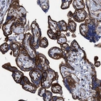Immunohistochemical staining of human placenta shows strong membranous positivity in trophoblastic cells.
