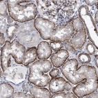 Immunohistochemical staining of human kidney shows strong membranous positivity in cells in tubules.
