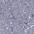 Anti-SLC43A2 Antibody