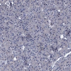 Immunohistochemical staining of human pancreas shows no positivity in exocrine glandular cells as expected.