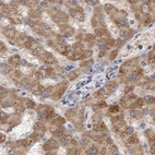 Immunohistochemical staining of human liver using Anti-SCO1 antibody HPA021565.