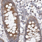 Immunohistochemical staining of human colon using Anti-SCO1 antibody HPA021565.