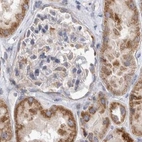 Immunohistochemical staining of human kidney using Anti-SCO1 antibody HPA021565.