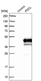 Western blot analysis in control (vector only transfected HEK293T lysate) and PDCL over-expression lysate (Co-expressed with a C-terminal myc-DDK tag (~3.1 kDa) in mammalian HEK293T cells, LY417342).