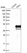 Anti-PDCL Antibody