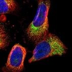 Immunofluorescent staining of human cell line U-251 MG shows localization to cytosol.