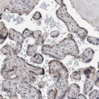 Immunohistochemical staining of human placenta shows moderate to strong nuclear positivity in trophoblastic cells.