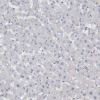 Anti-ZNF750 Antibody