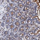 Immunohistochemical staining of human small intestine shows strong cytoplasmic granular positivity in glandular cells.