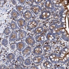 Immunohistochemical staining of human small intestine shows strong cytoplasmic granular positivity in glandular cells.
