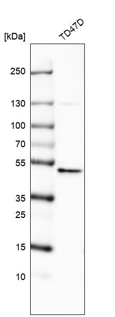 Anti-RNF135 Antibody