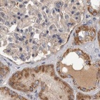 Immunohistochemical staining of human kidney using Anti-SCO1 antibody HPA021579.