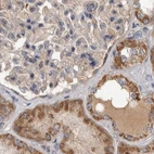 Immunohistochemical staining of human kidney using Anti-SCO1 antibody HPA021579.