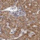Immunohistochemical staining of human liver using Anti-SCO1 antibody HPA021579.
