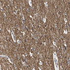 Immunohistochemical staining of human cerebral cortex shows high expression.