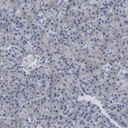 Immunohistochemical staining of human pancreas shows low expression as expected.