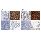 Immunohistochemical staining of human colon, liver, lymph node and testis using Anti-CTH antibody HPA021591 (A) shows similar protein distribution across tissues to independent antibody HPA023300 (B).
