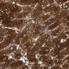 Immunohistochemical staining of human liver using Anti-CTH antibody HPA021591.