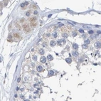 Immunohistochemical staining of human testis using Anti-CTH antibody HPA021591.