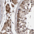 Immunohistochemical staining of human testis using Anti-PECR antibody HPA021593.