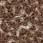Immunohistochemical staining of human liver using Anti-PECR antibody HPA021593.