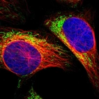 Immunofluorescent staining of human cell line U-2 OS shows localization to mitochondria.