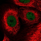 Anti-ZNF592 Antibody