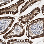 Immunohistochemical staining of human small intestine shows strong cytoplasmic positivity in glandular cells.