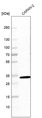 Western blot analysis in human cell line CAPAN-2.