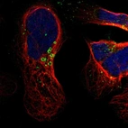 Immunofluorescent staining of human cell line U-2 OS shows localization to lipid droplets.