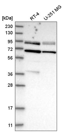Anti-DVL2 Antibody