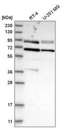 Anti-DVL2 Antibody