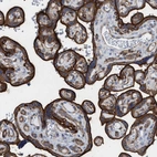 Immunohistochemical staining of human placenta shows strong membranous positivity in trophoblastic cells.
