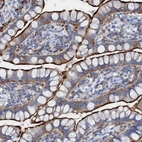Immunohistochemical staining of human small intestine shows strong positivity in apical membrane in glandular cells.