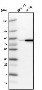 Western blot analysis in mouse cell line NIH-3T3 and rat cell line NBT-II.