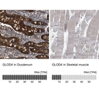 Anti-GLOD4 Antibody