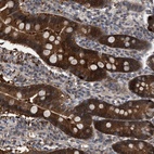 Immunohistochemical staining of human duodenum shows high expression.