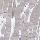 Immunohistochemical staining of human skeletal muscle shows low expression as expected.