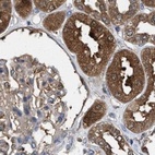 Immunohistochemical staining of human kidney using Anti-GLOD4 antibody HPA021623.