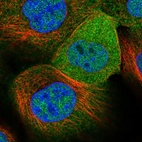 Immunofluorescent staining of human cell line A-431 shows localization to nucleoplasm & cytosol.