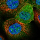 Immunofluorescent staining of human cell line A-431 shows localization to nucleoplasm & cytosol.