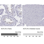Anti-ACTL7A Antibody