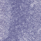 Immunohistochemical staining of human tonsil shows no positivity in non-germinal center cells as expected.